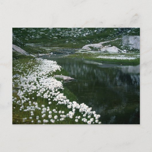 DE SWAN BRIEFKAART (Voorkant)