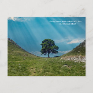 De Sycamore Tree Briefkaart
