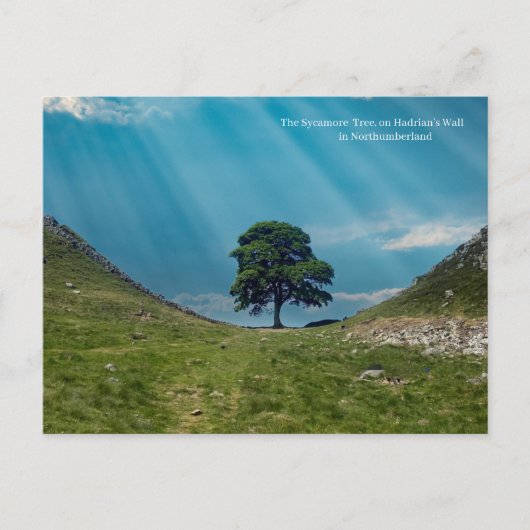 De Sycamore Tree Briefkaart (Voorkant)