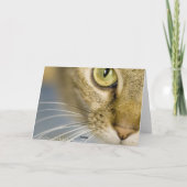 De sympathieke kattenhulp verlicht de pijn over kaart (Achterkant)