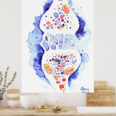 De synaps en de zenuwimpuls poster (Keuken)