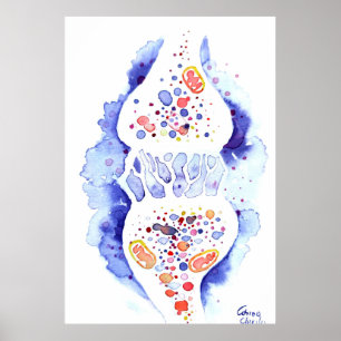 De synaps en de zenuwimpuls poster