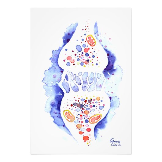 De synapse en de zenuwimpulscanvas foto afdruk (Voorkant)