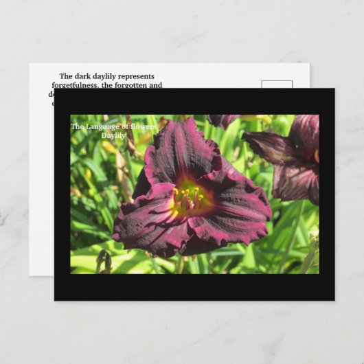 De taal van bloemen Donkere dag lieveling briefkaa Briefkaart (Voorkant / Achterkant)