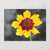 de taal van de bloemen : Coreopsis Briefkaart (Voorkant)