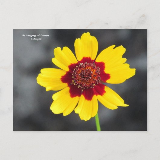 de taal van de bloemen : Coreopsis Briefkaart (Voorkant)