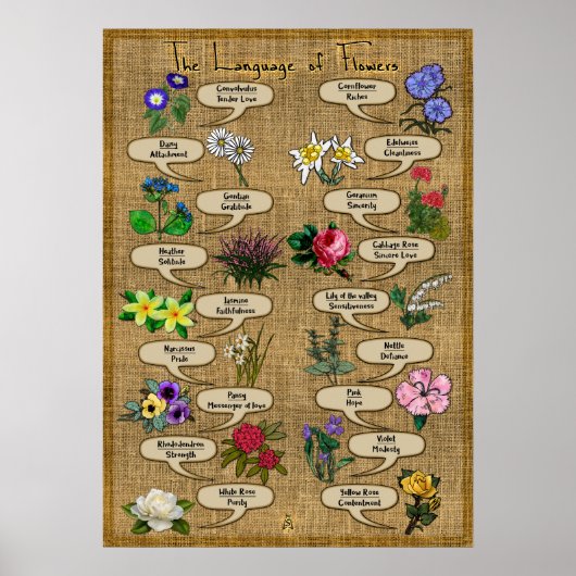 De taal van de bloemen poster (Voorkant)