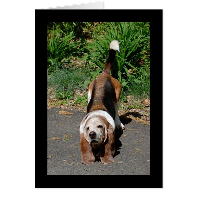 De Tai Chi-master (Voorkant)