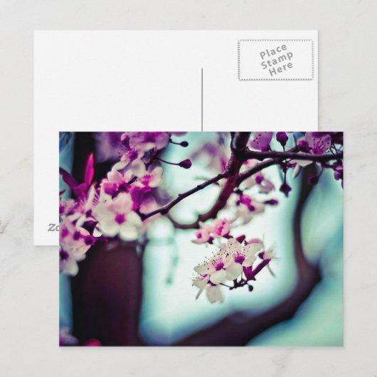 De Tak van de Bloesem van de kers Briefkaart (Voorkant / Achterkant)