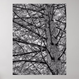 De Tak van de Boom van de pine in Zwart en Wit Poster