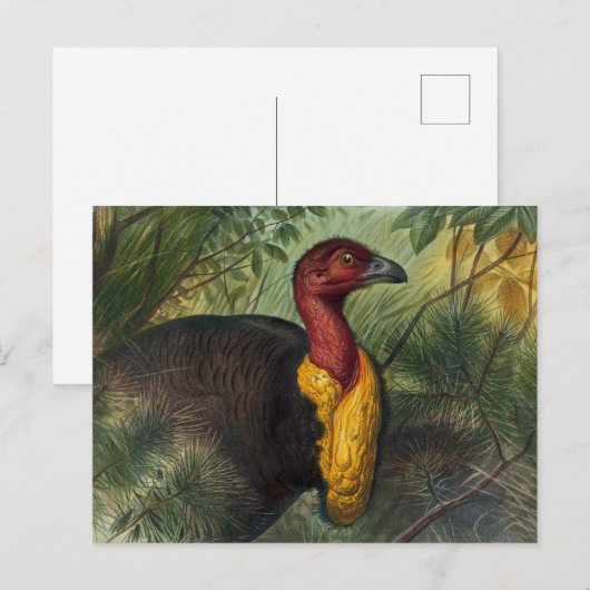 De Talegalla van Joseph Wolf Briefkaart (Voorkant / Achterkant)