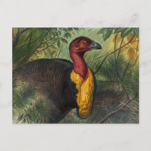 De Talegalla van Joseph Wolf Briefkaart (Voorkant)