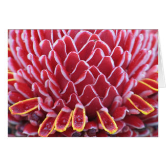 De tandmeter van de Kings