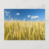 De Tarwe van Kansas Briefkaart (Voorkant)