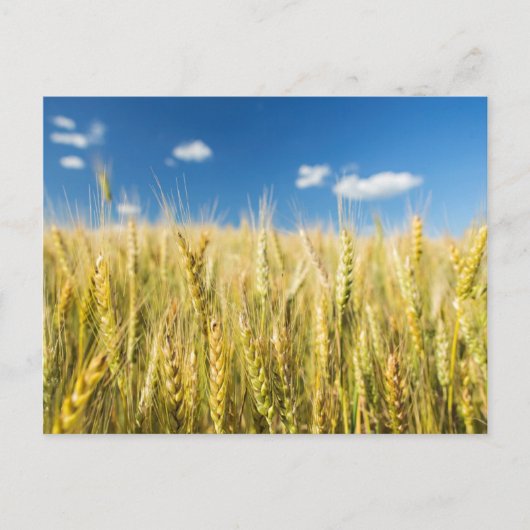 De Tarwe van Kansas Briefkaart (Voorkant)