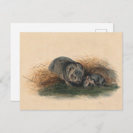 De Tasmaanse weddenschap van Joseph Wolf Briefkaart (Voorkant / Achterkant)