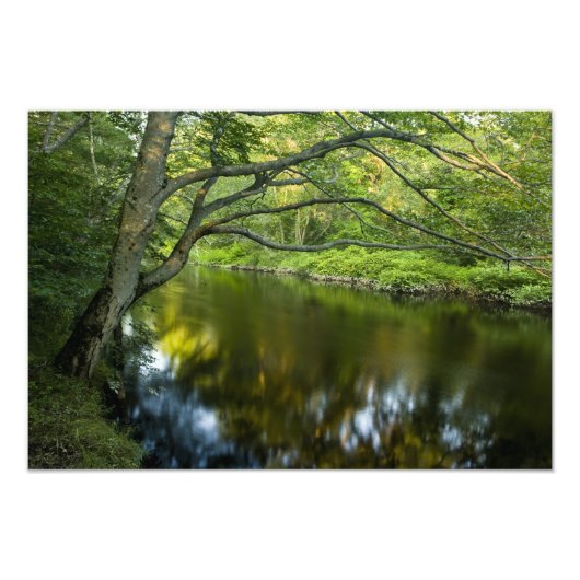 De Taunton rivier in Bridgewater, Foto Afdruk (Voorkant)