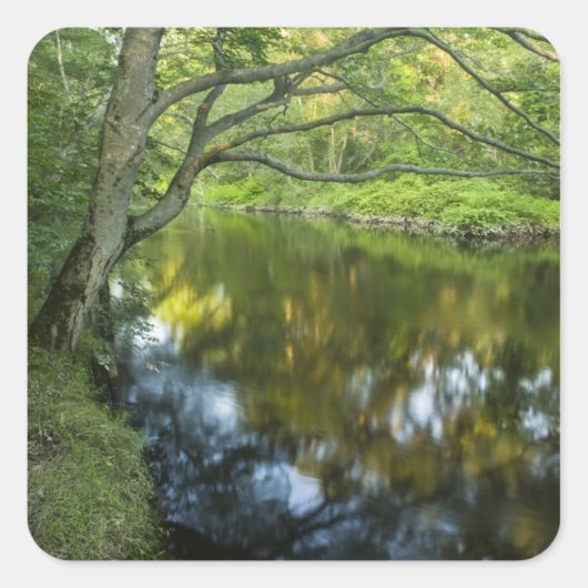 De Taunton rivier in Bridgewater, Vierkante Sticker (Voorkant)