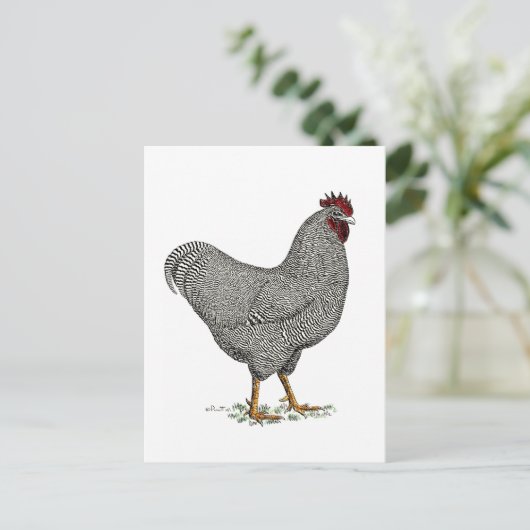 De Tekening van de Kip van Plymouth Rock Briefkaart (Staand voorkant)