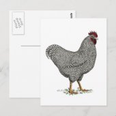 De Tekening van de Kip van Plymouth Rock Briefkaart (Voorkant / Achterkant)
