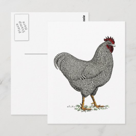 De Tekening van de Kip van Plymouth Rock Briefkaart (Voorkant / Achterkant)