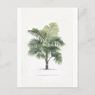 De tekeningenCollectie van de palm Briefkaart