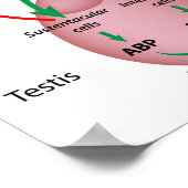 De testiculaire as van het brein, mannenpuberteit poster (Hoek)