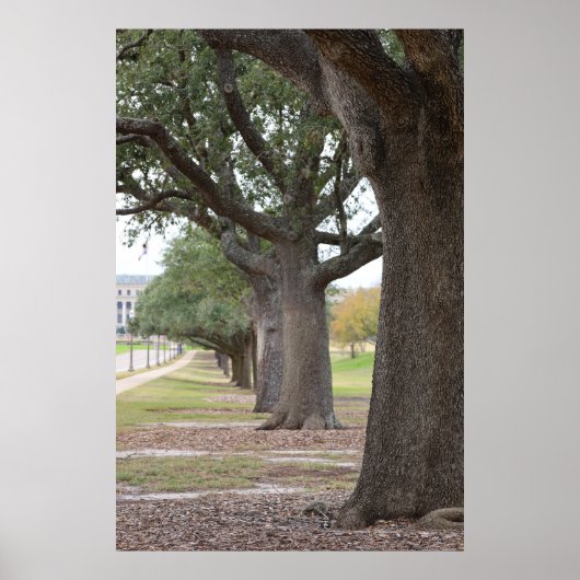 De Texas A&M-bomen Poster (Voorkant)