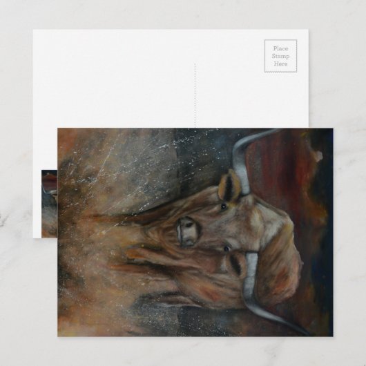 De Texas Longhorn Bull Briefkaart (Voorkant / Achterkant)