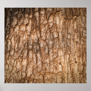 De textuur van de boomschors, natuurlijke houten a poster