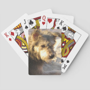 De Thaise Hond van het Strand Pokerkaarten