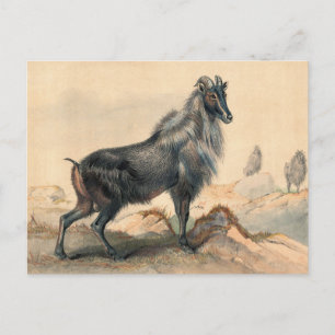 De Thar Goat van Joseph Wolf Briefkaart