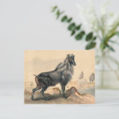 De Thar Goat van Joseph Wolf Briefkaart (Staand voorkant)