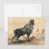 De Thar Goat van Joseph Wolf Briefkaart (Voorkant / Achterkant)