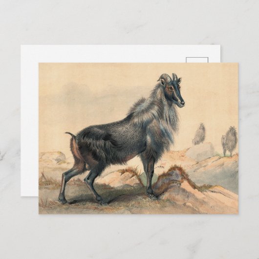 De Thar Goat van Joseph Wolf Briefkaart (Voorkant / Achterkant)