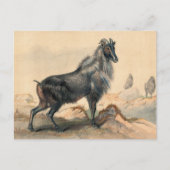 De Thar Goat van Joseph Wolf Briefkaart (Voorkant)