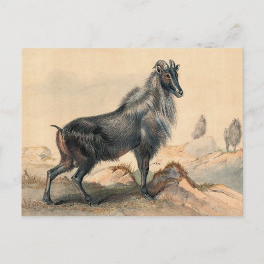 De Thar Goat van Joseph Wolf Briefkaart (Voorkant)
