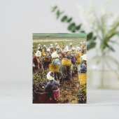 De thea Pickers van de  hand van het Oude Japan Briefkaart (Staand voorkant)