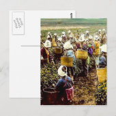 De thea Pickers van de  hand van het Oude Japan Briefkaart (Voorkant / Achterkant)