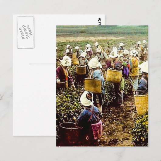 De thea Pickers van de  hand van het Oude Japan Briefkaart (Voorkant / Achterkant)