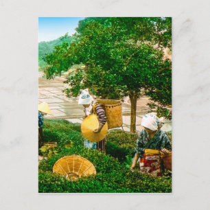 De thea Pickers van de hand van het Oude Japan Briefkaart