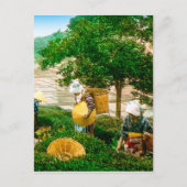 De thea Pickers van de  hand van het Oude Japan Briefkaart (Voorkant)