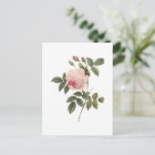 de thee nam (indica Rosa) met Redouté toe Briefkaart (Staand voorkant)