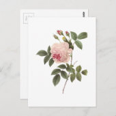 de thee nam (indica Rosa) met Redouté toe Briefkaart (Voorkant / Achterkant)