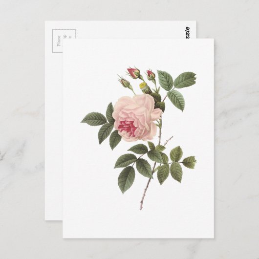 de thee nam (indica Rosa) met Redouté toe Briefkaart (Voorkant / Achterkant)