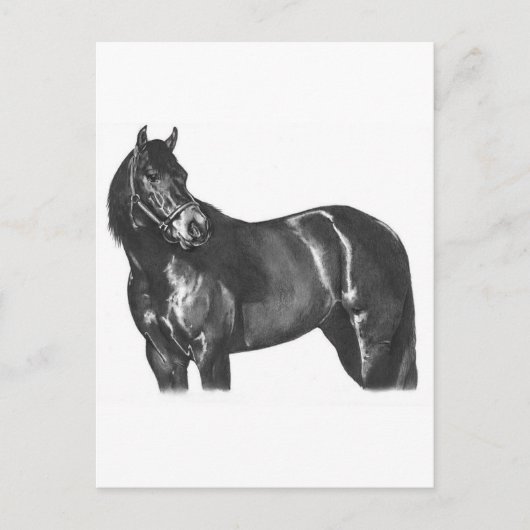 De Thoroughbred Briefkaart (Voorkant)