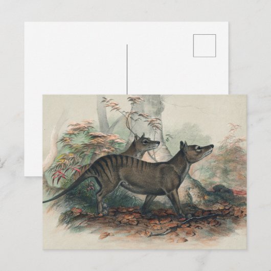 De Thylacine van Joseph Wolf Briefkaart (Voorkant / Achterkant)