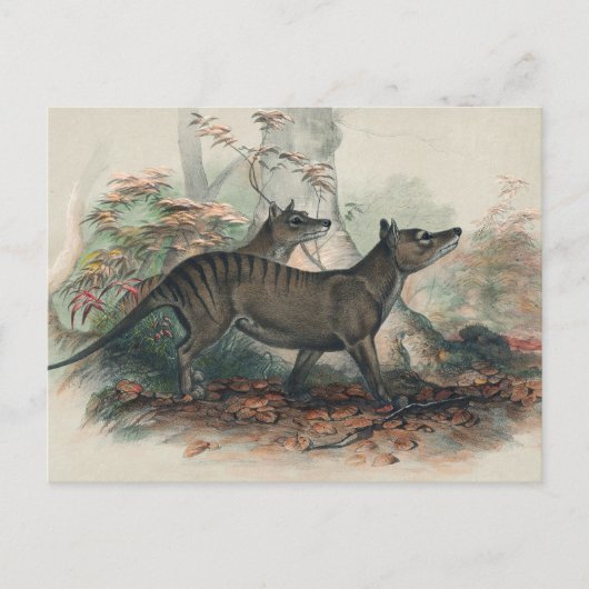 De Thylacine van Joseph Wolf Briefkaart (Voorkant)