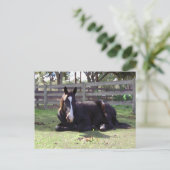 De Tijd van het Dutje van paarden Briefkaart (Staand voorkant)