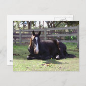 De Tijd van het Dutje van paarden Briefkaart (Voorkant / Achterkant)